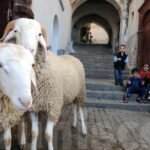 Hantavirus : ce que révèle le spécialiste Mahjoub Aouni